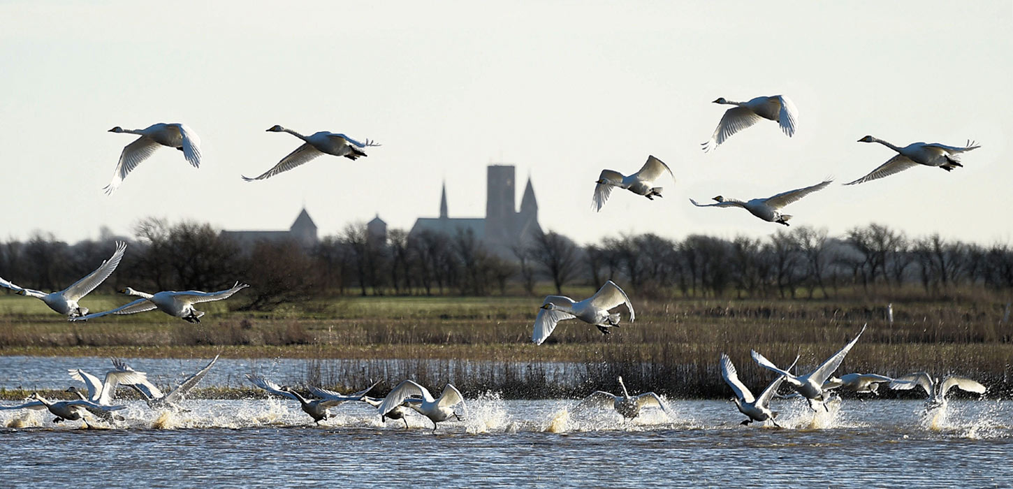 Ribe Cathedral with birds in the foreground | By the Wadden Sea