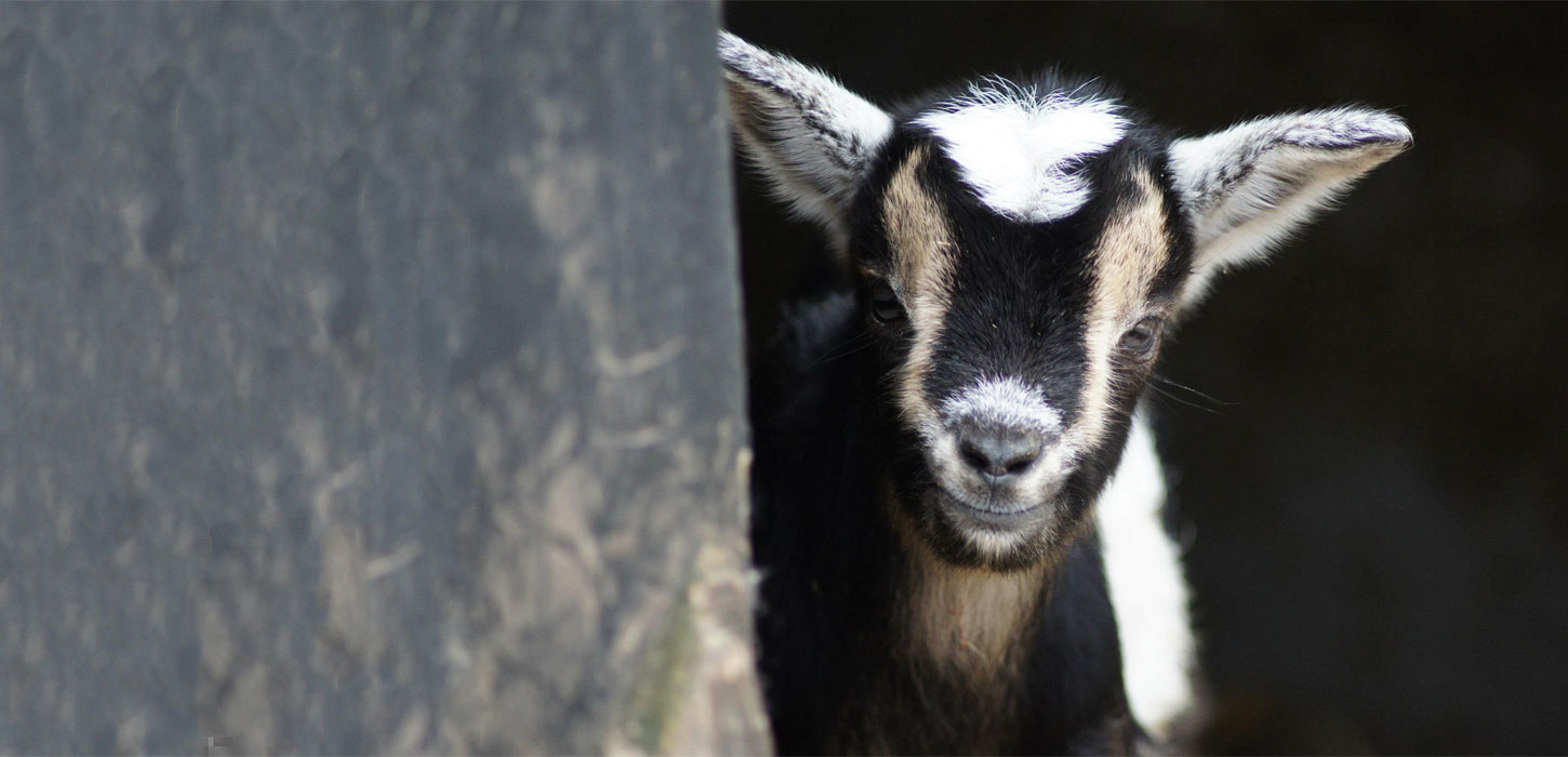 Zoo'er og dyreparker | Ribe | Vadehavskysten