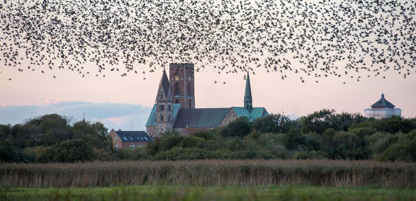 Ribe Cathedral with flock of birds | By the Wadden Sea