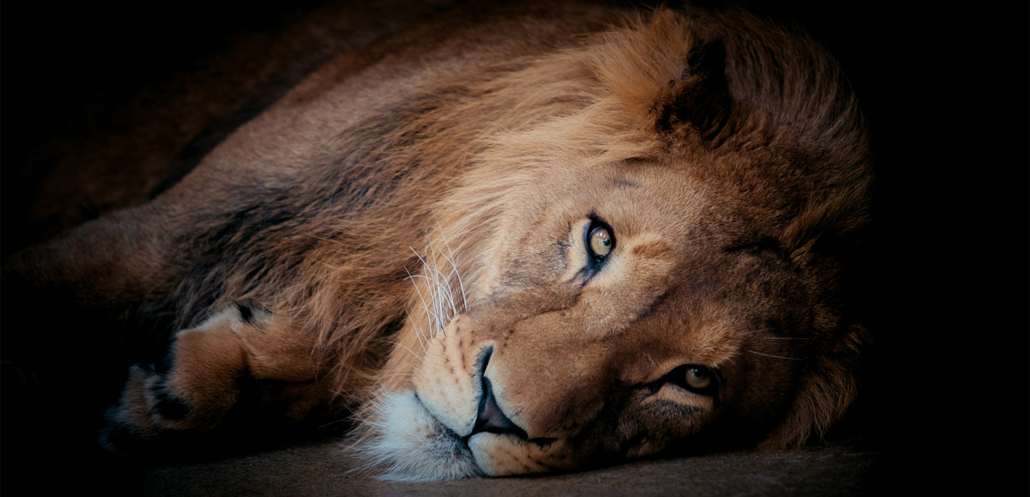 Lion | By the Wadden Sea