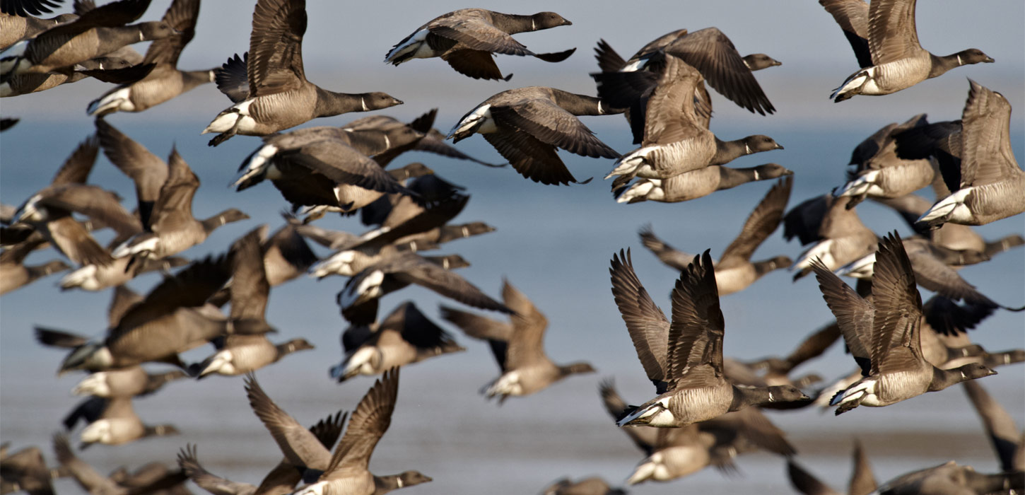 Fugletræk i Nationalpark Vadehavet | Vadehavskysten