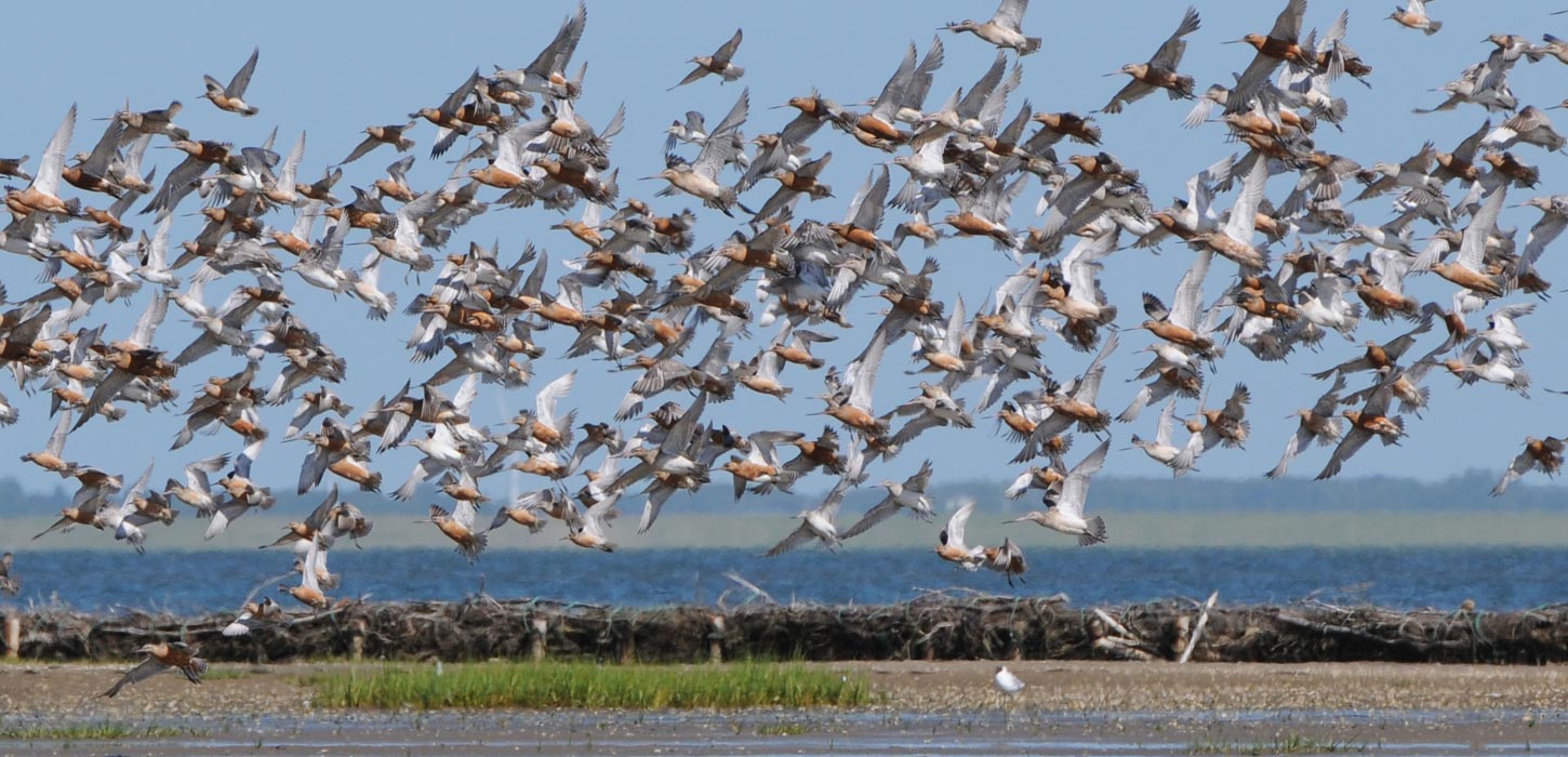 Trækfugle i Vadehavet | Cruise Esbjerg