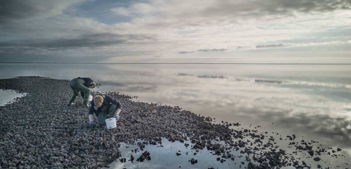 Østers ved Vadehavet | Vadehavskysten