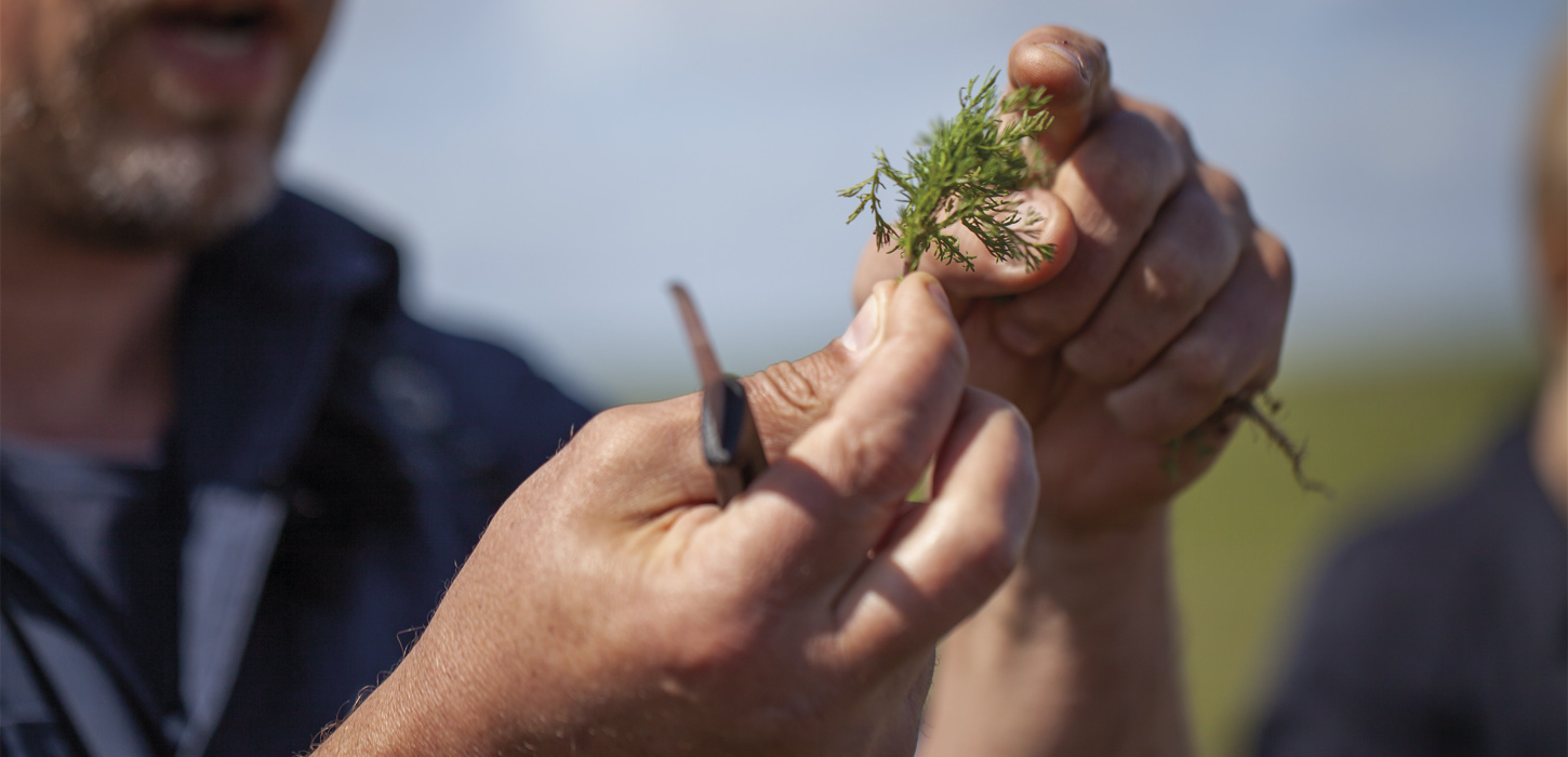 Sankemad ved Vadehavet | Vadehavskysten