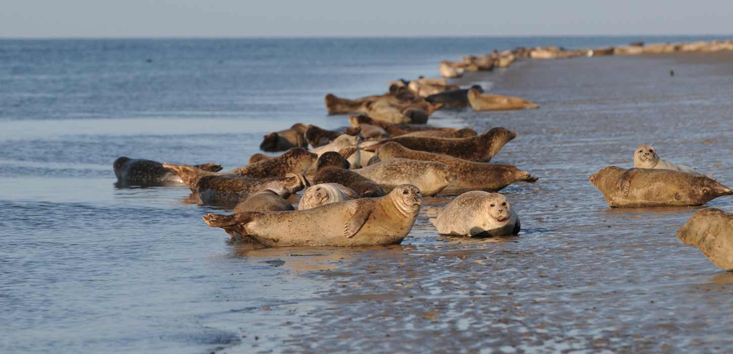 Robben entspannen am Wattenmeer | Süddänische Nordsee