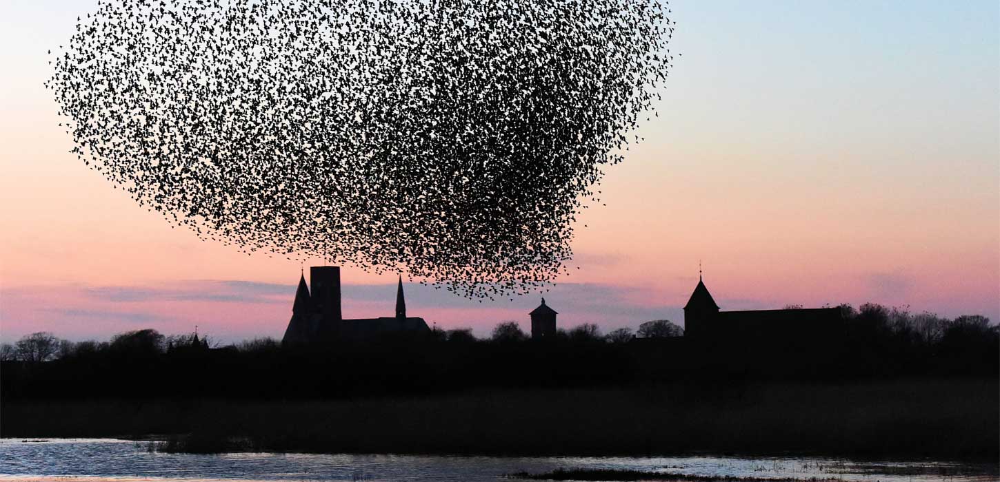 Sort Sol over Ribe Domkirke | Vadehavskysten
