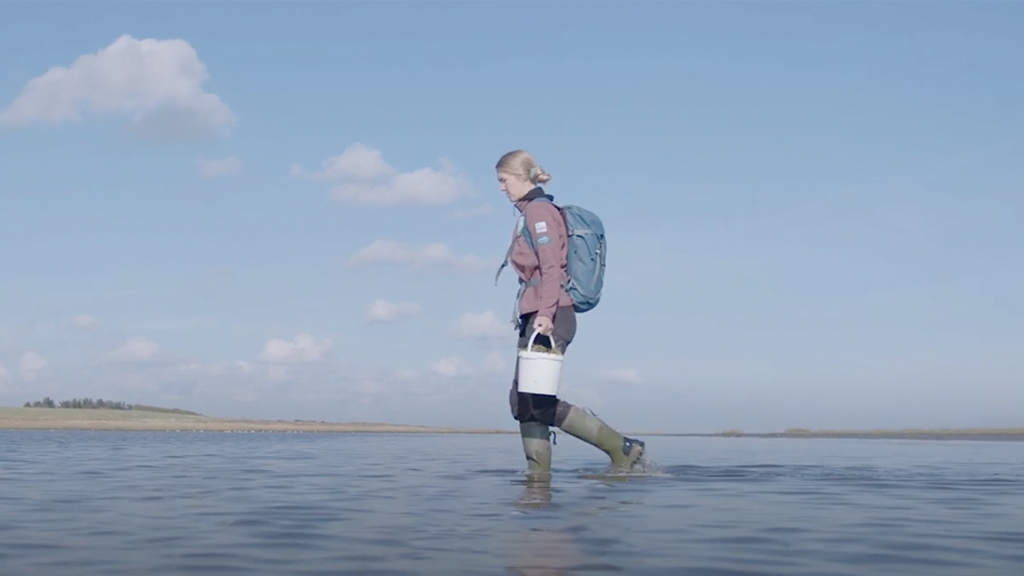 Med havbiologen på østerssafari | Vadehavskysten
