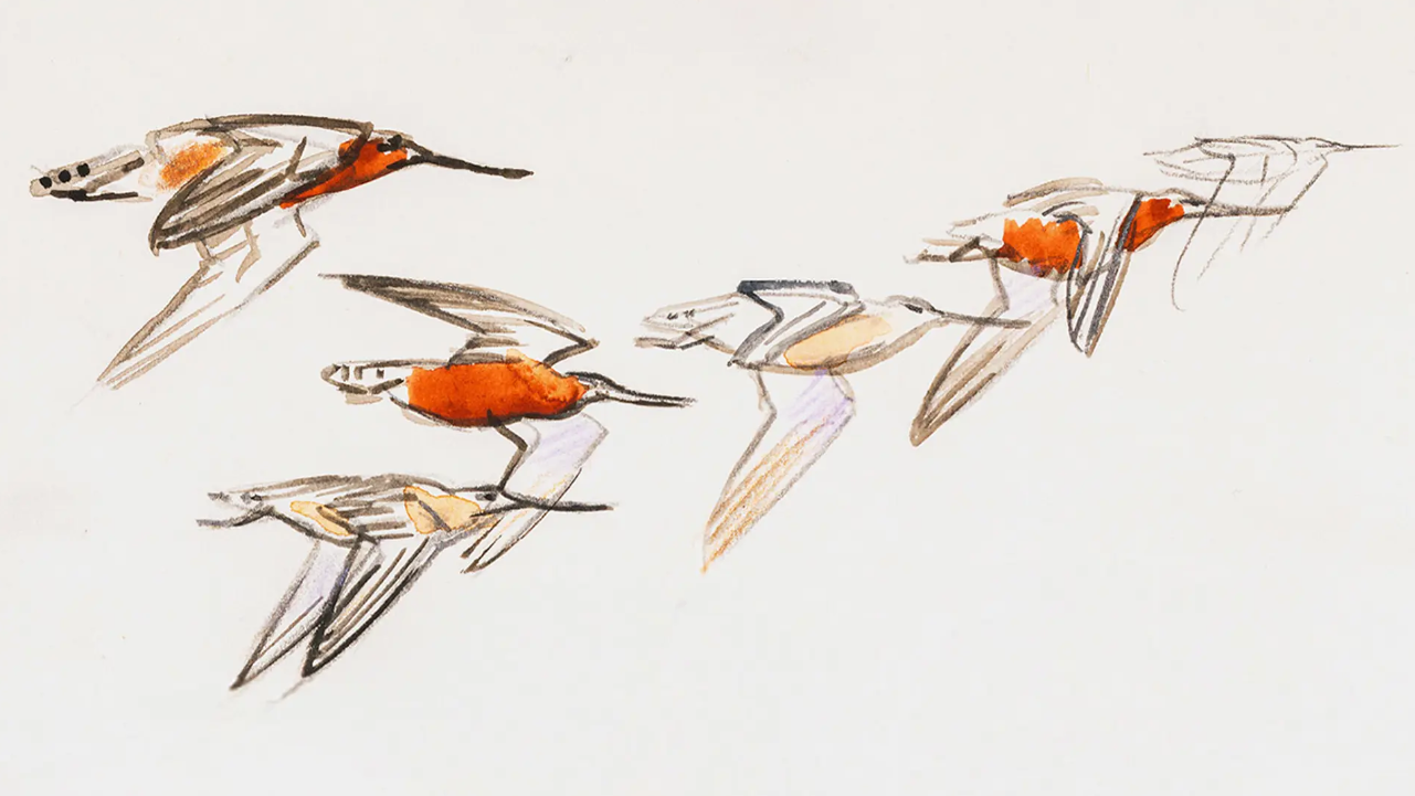 Det store fugletræk